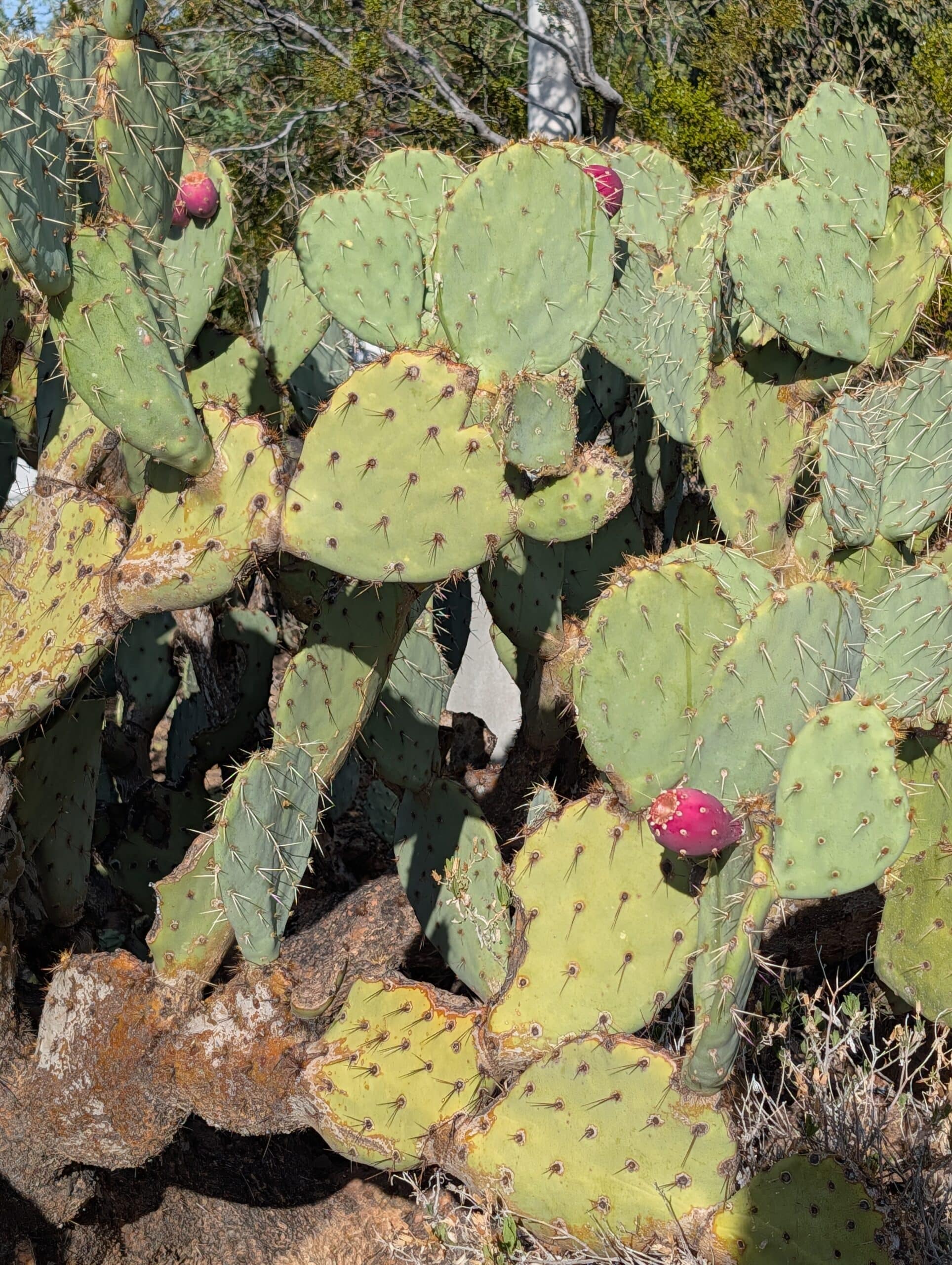 Prickly pear cactus with ripe magenta fruit growing on the edges of its green pads in Phoenix, Arizona.